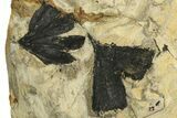 Five Jurassic Leaf (Ginkgo) Fossils - Yorkshire, England #210996-1